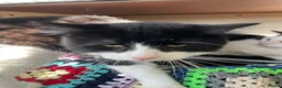 Mixed Breed cats for sale: x2 Adult Cats for Rehoming Male+Female (Together) - Advert 11