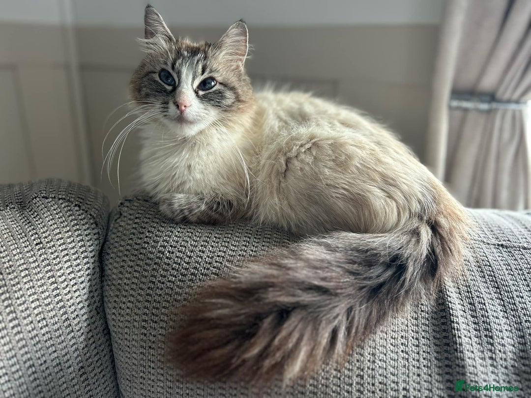 Ragdoll cats for sale: ONE BOY LEFT  Ragdoll cross kittens for sale  - Image 12