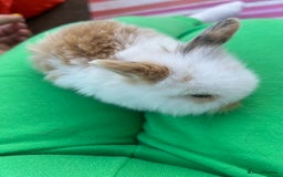 Mini Lion Lop rabbits for sale: 4x mini lop bunnies  - Image 7