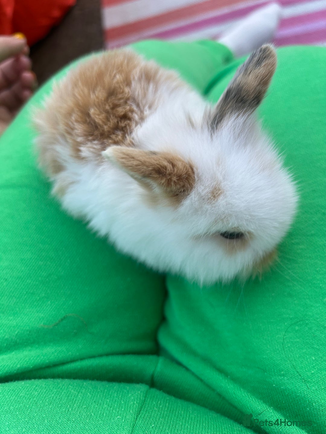 Mini Lion Lop rabbits for sale: 4x mini lop bunnies  - Image 7