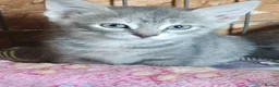 Mixed Breed cats for sale: Grey and grey tabby kittens ready to go in Bath - Advert 2
