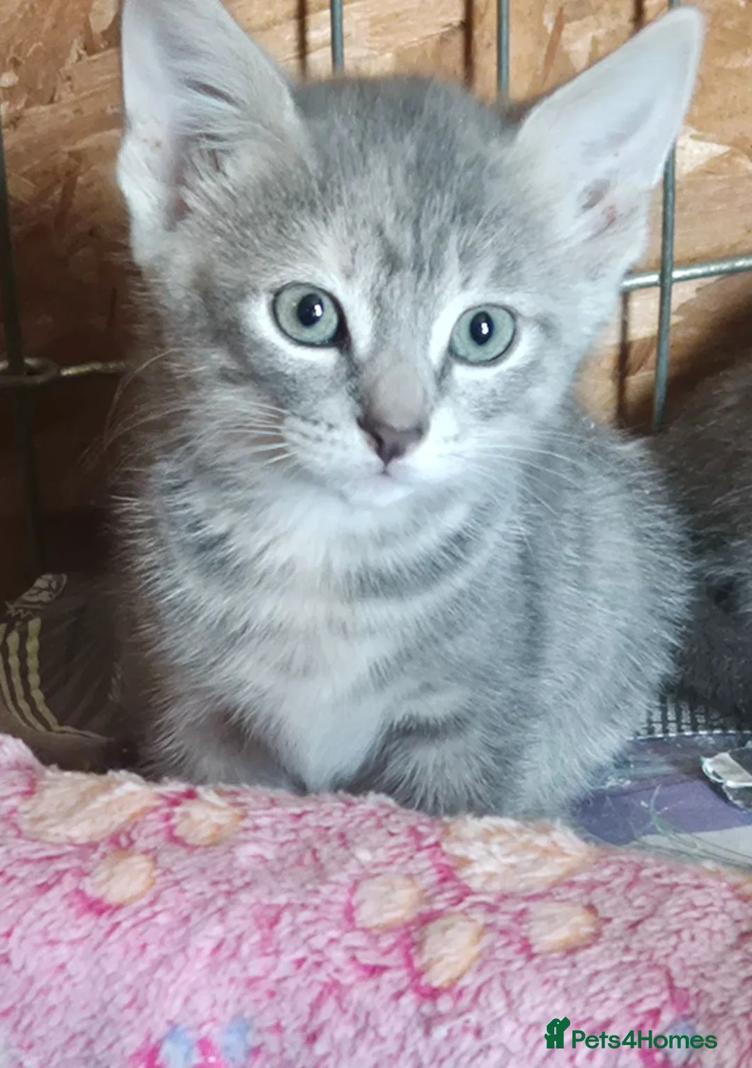 Mixed Breed cats for sale: Grey and grey tabby kittens ready to go in Bath - Advert 2