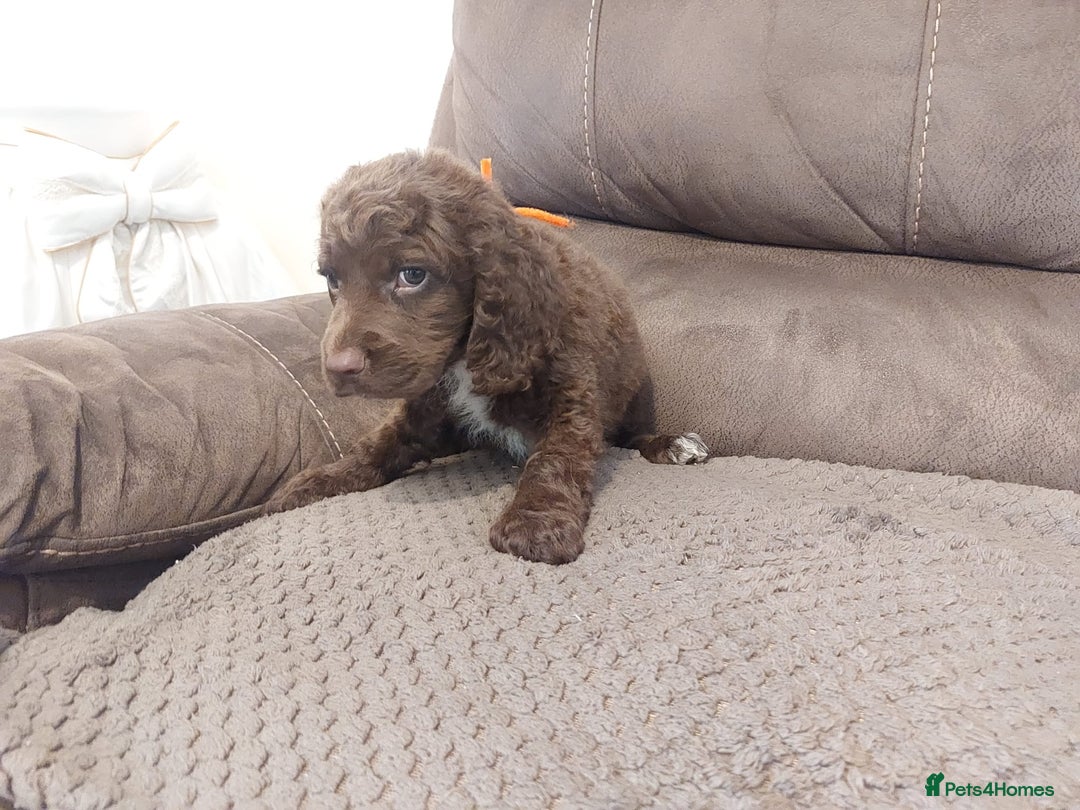 Cocker Spaniel dogs for sale: Cocker spaniel puppies  - Image 7