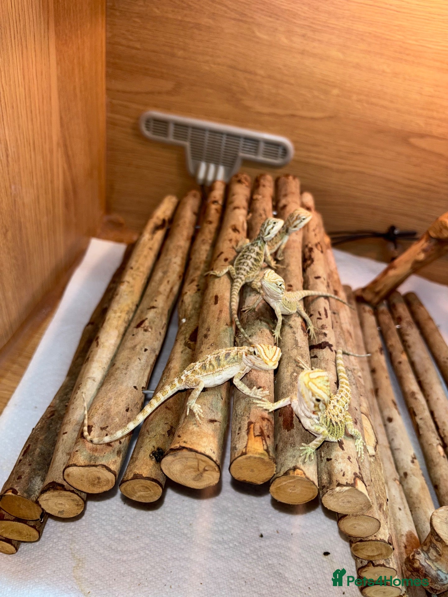 Bearded Dragon reptiles 5 Baby Bearded Dragons. Visual Dunners & Hypos - Advert 2