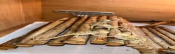 Bearded Dragon reptiles for sale: 4 Baby Bearded Dragons left Visual Dunners & Hypos - Advert 2