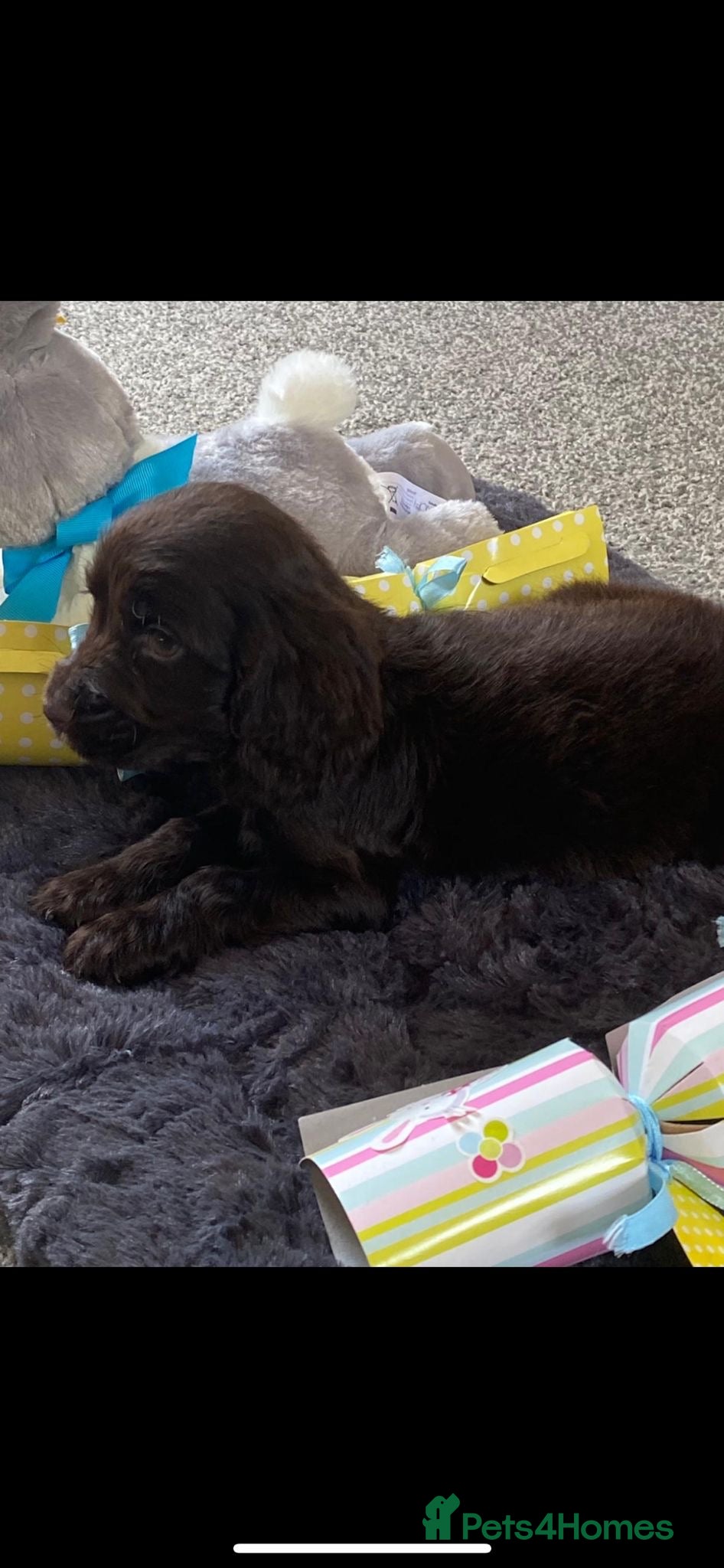 Cocker Spaniel dogs Kc Reg Show Type Cocker Spaniel Puppies Available  - Advert 6