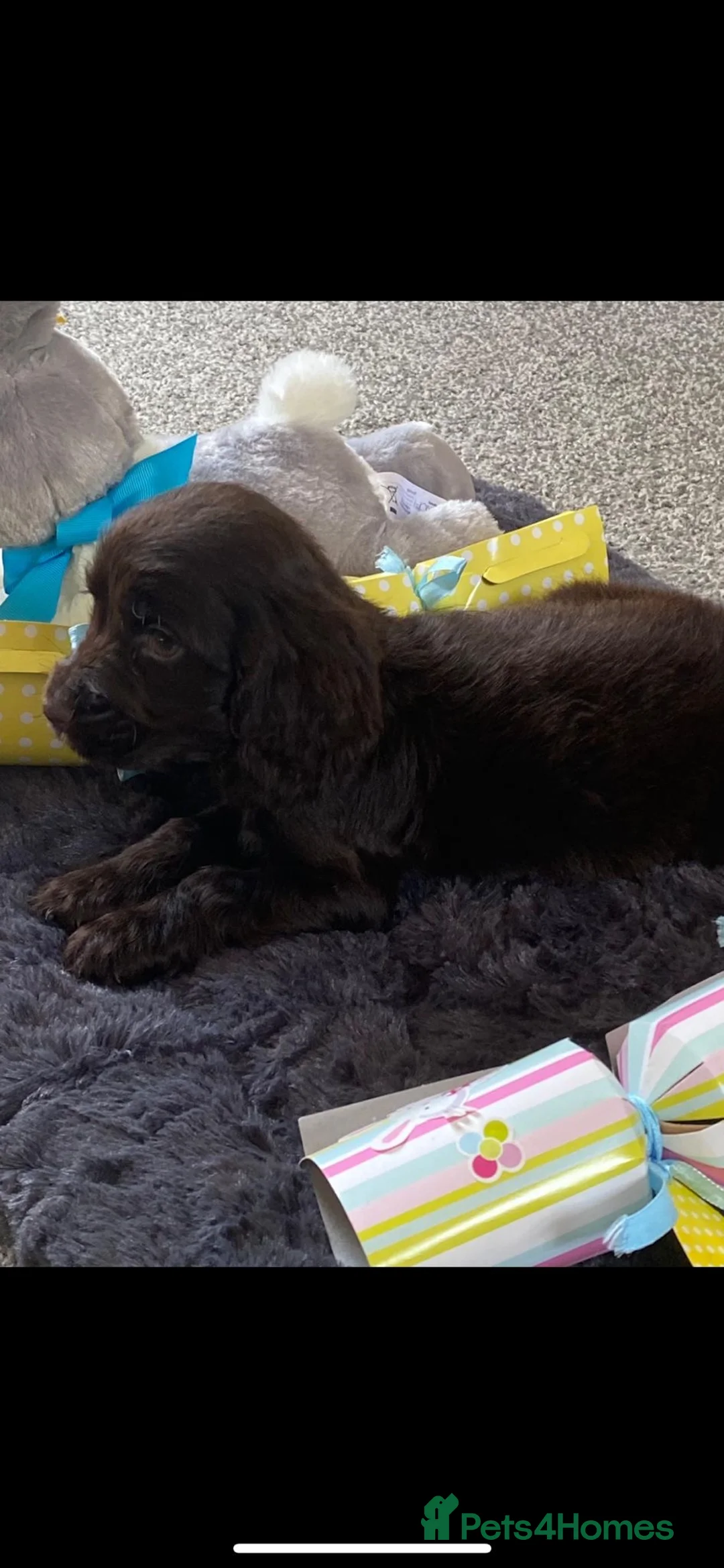 Cocker Spaniel dogs for sale: Kc Reg Show Type Cocker Spaniel Puppies Available  in Gillingham - Advert 1