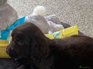 Cocker Spaniel dogs Kc Reg Show Type Cocker Spaniel Puppies Available - Advert 2