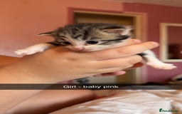 British Longhair cats for sale: Beautiful kittens  - Image 3