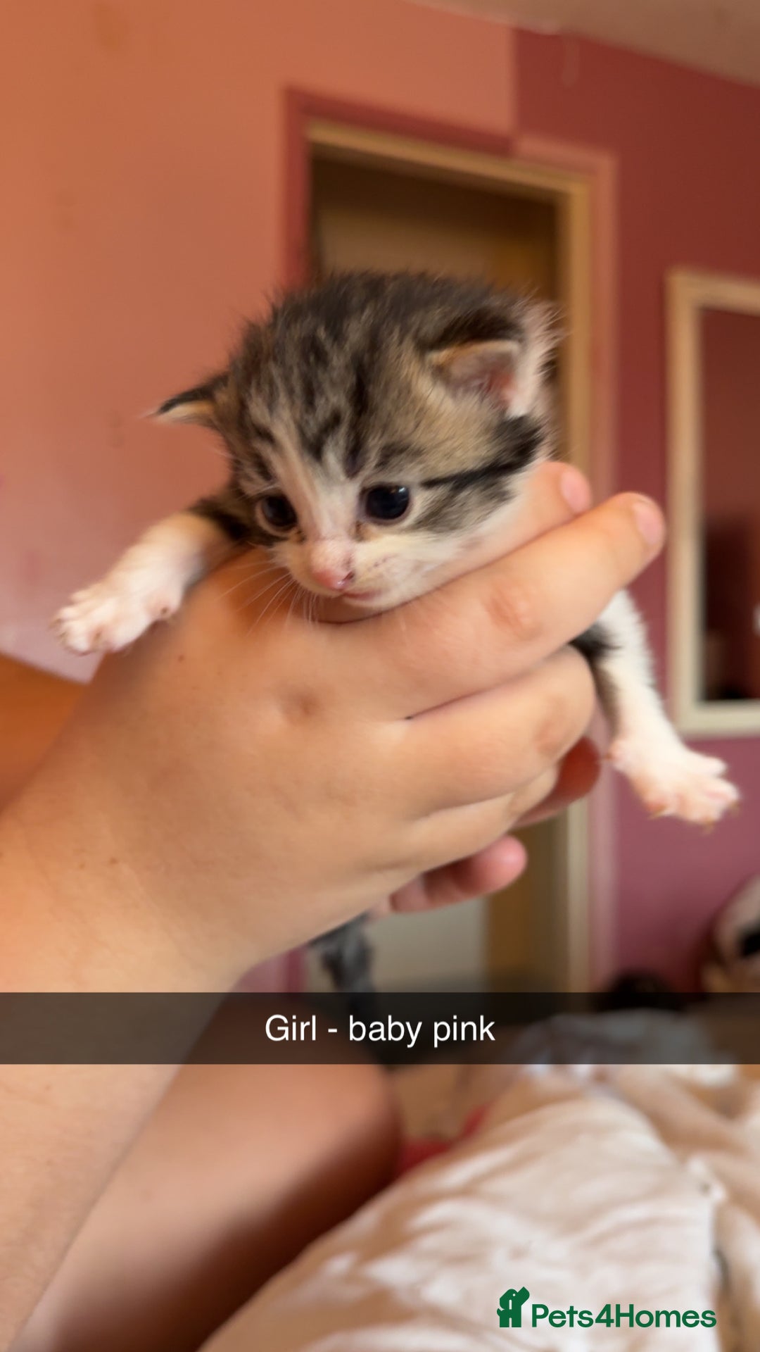 British Longhair cats for sale: Beautiful kittens  - Image 3