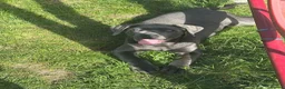 Cane Corso dogs for sale: Pure Cane Corso For Sale - Advert 3