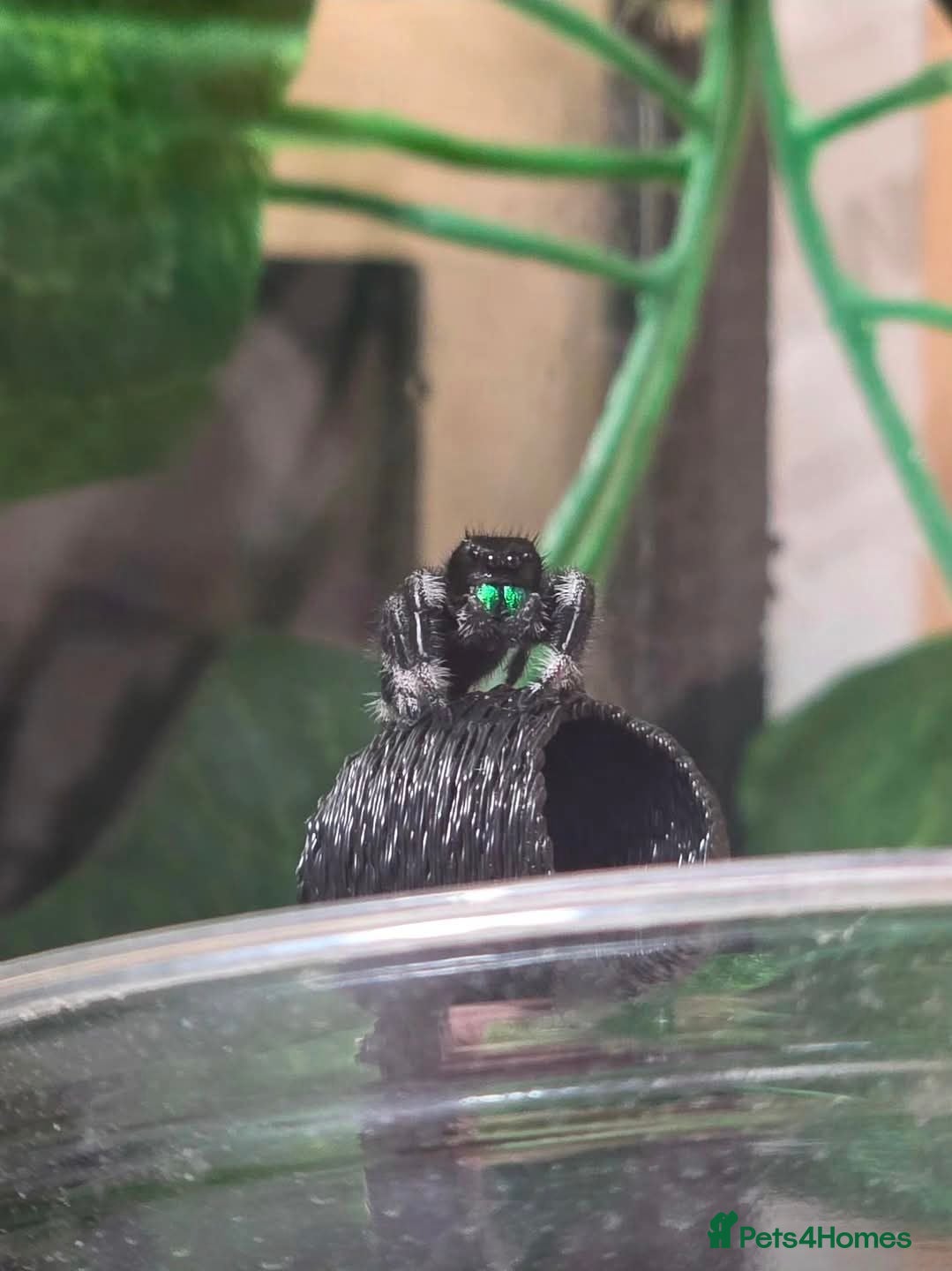 Spiders invertebrates Male phiddipus regius with full kit for sale - Advert 11