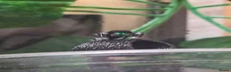 Spiders invertebrates for sale: Male phiddipus regius with full kit for sale - Advert 1