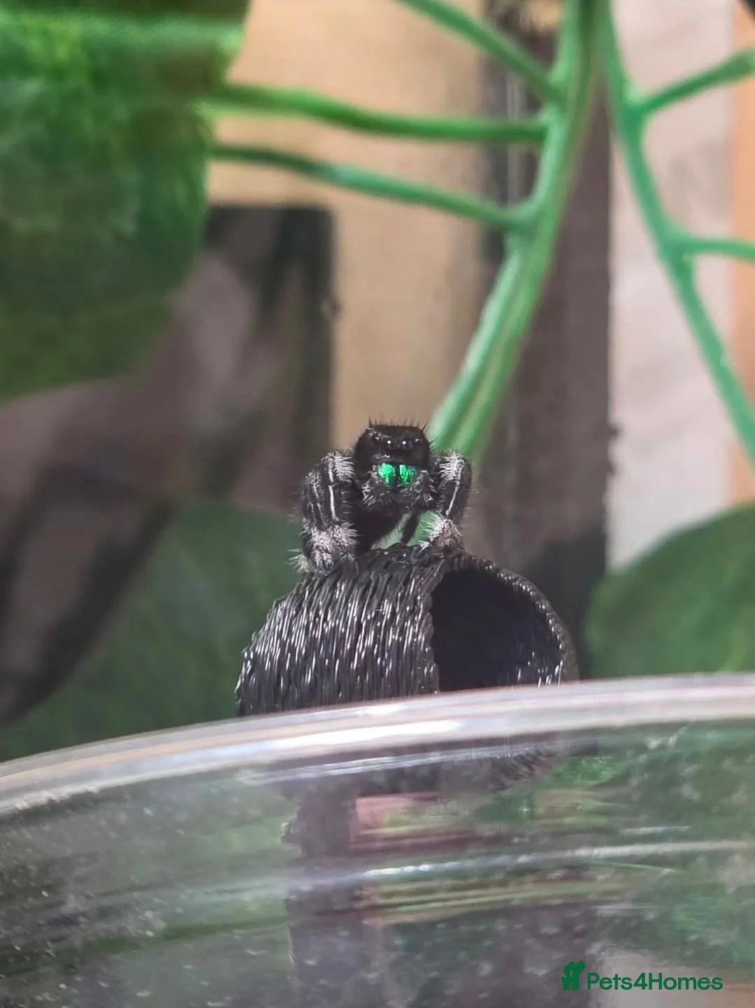 Spiders invertebrates for sale: Male phiddipus regius with full kit for sale - Advert 1