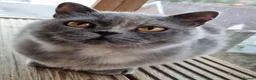 British Shorthair cats for sale: British Shorthair blue/cream girl.  - Advert 6