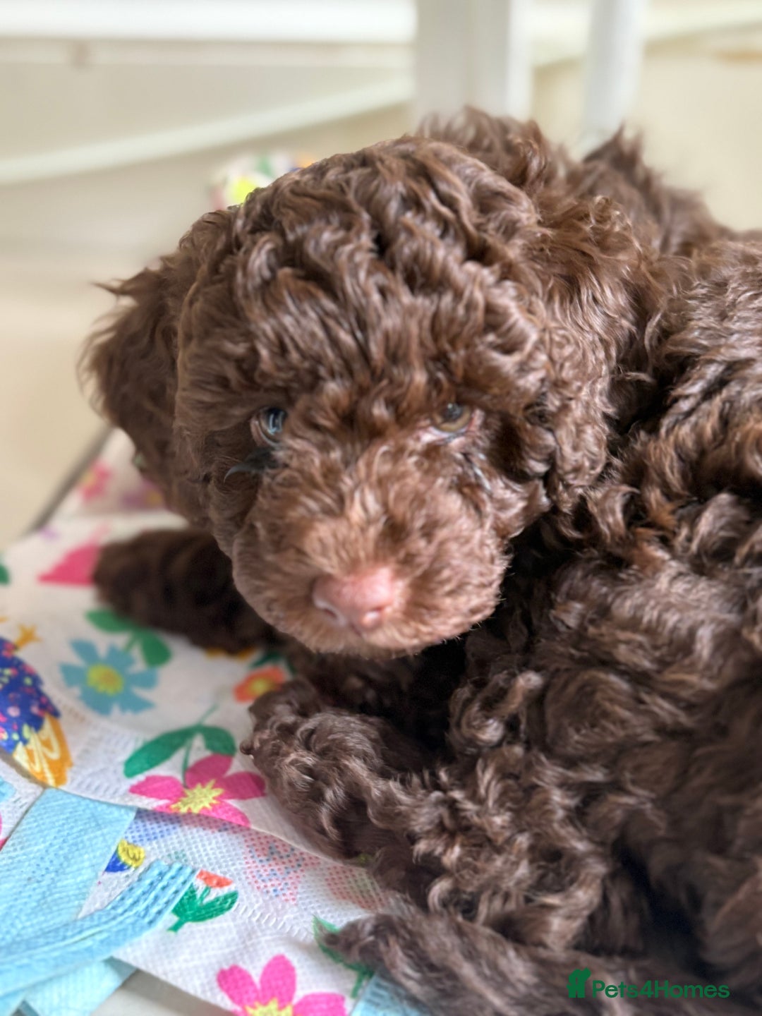 Cockapoo dogs for sale: Beautiful Cockerpoo F2b Puppies - Advert 1