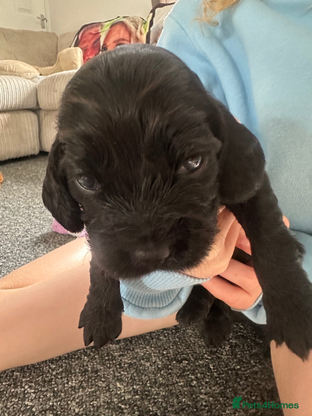 Cocker Spaniel dogs for sale: Beautiful Cocker Spaniel Puppies - Image 8
