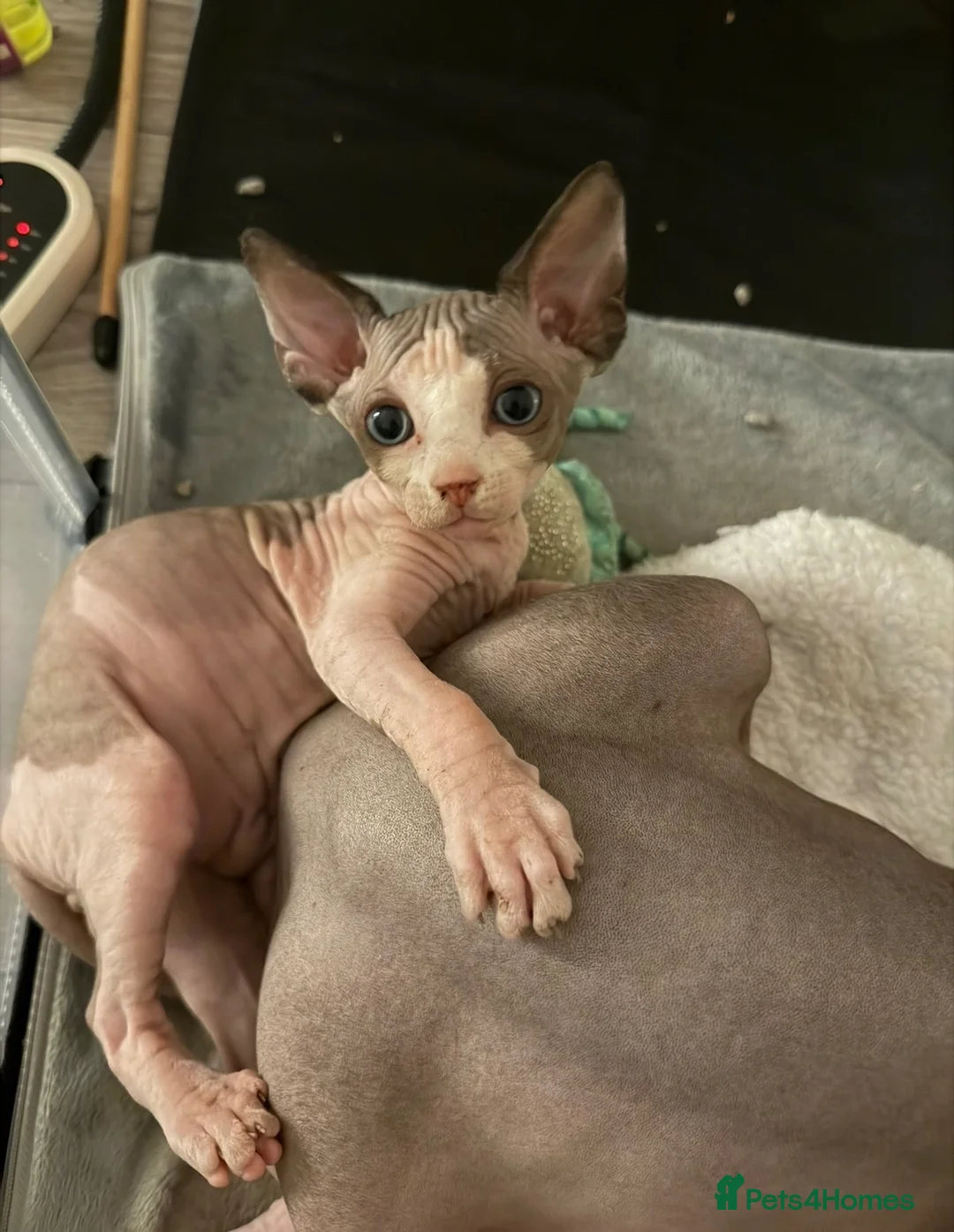 Sphynx cats for sale: Gorgeous male Sphynx kittens for sale  in Liverpool - Advert 2