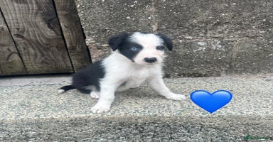 Border Collie dogs - Advert 12