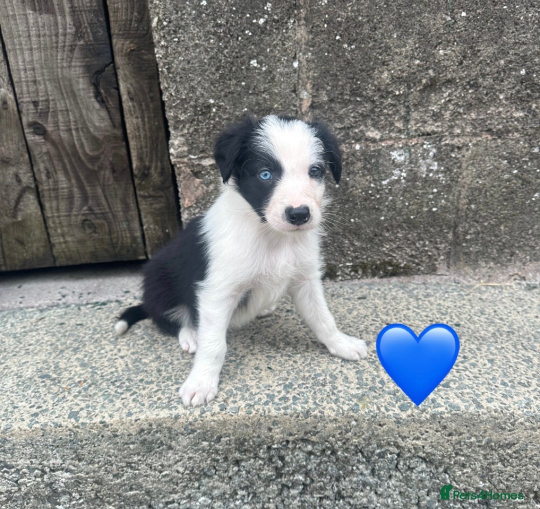 Border Collie dogs for sale: Border Collie Puppies  - Image 2