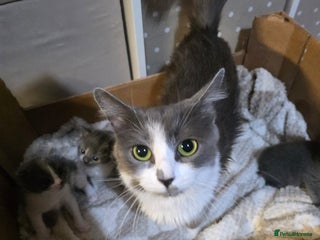 Ragdoll cats 3 beautiful ragdoll cross Persian kittens - Advert 1