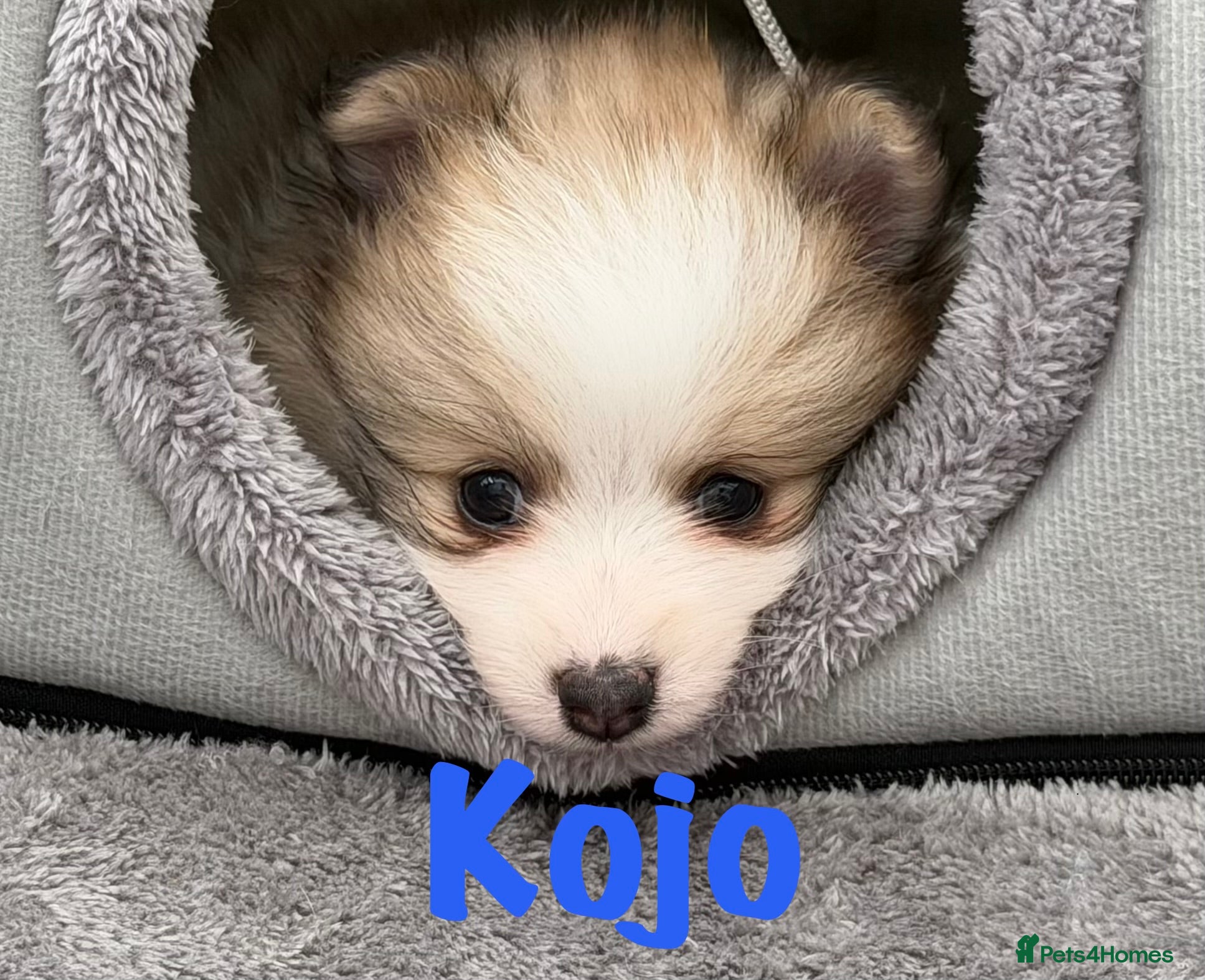 Pomeranian Puppy 3