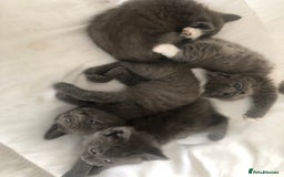 British Shorthair cats for sale: Shorthair x Maincoon kittens for sale - Image 16