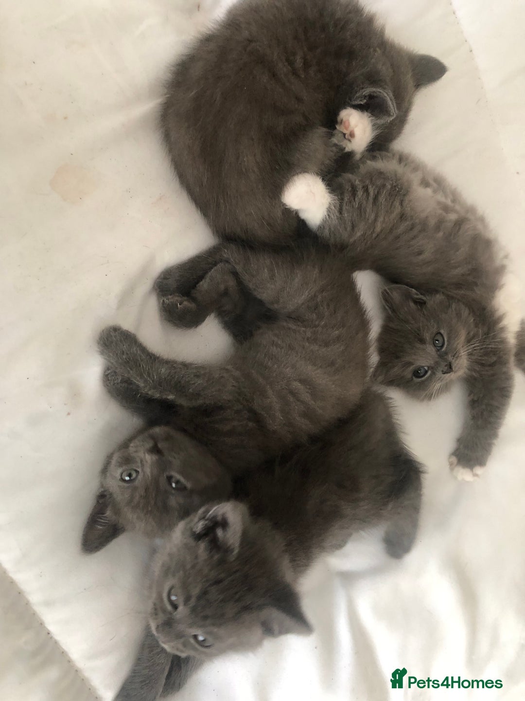 British Shorthair cats for sale: Shorthair x Maincoon kittens for sale - Image 16