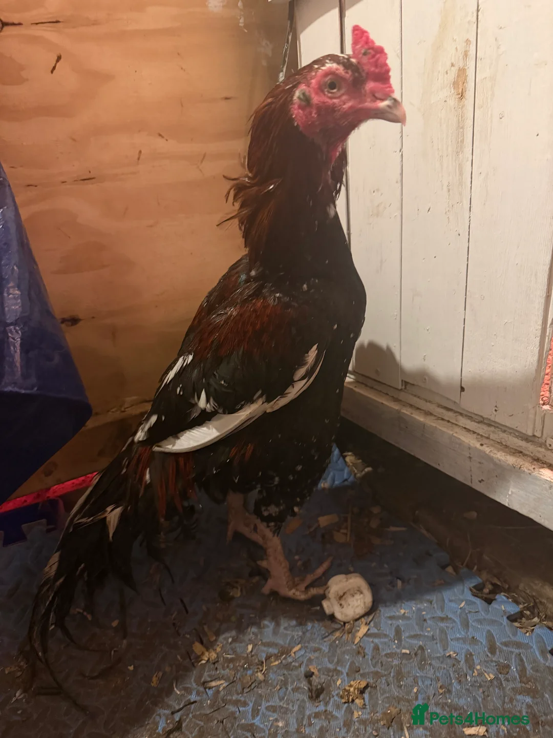 Chickens poultry for sale: Mianwali aseel - Advert 2