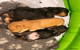 Jackapoo dogs for sale: 2x Male 1x female adorable Jackapoo Puppies! - Image 1