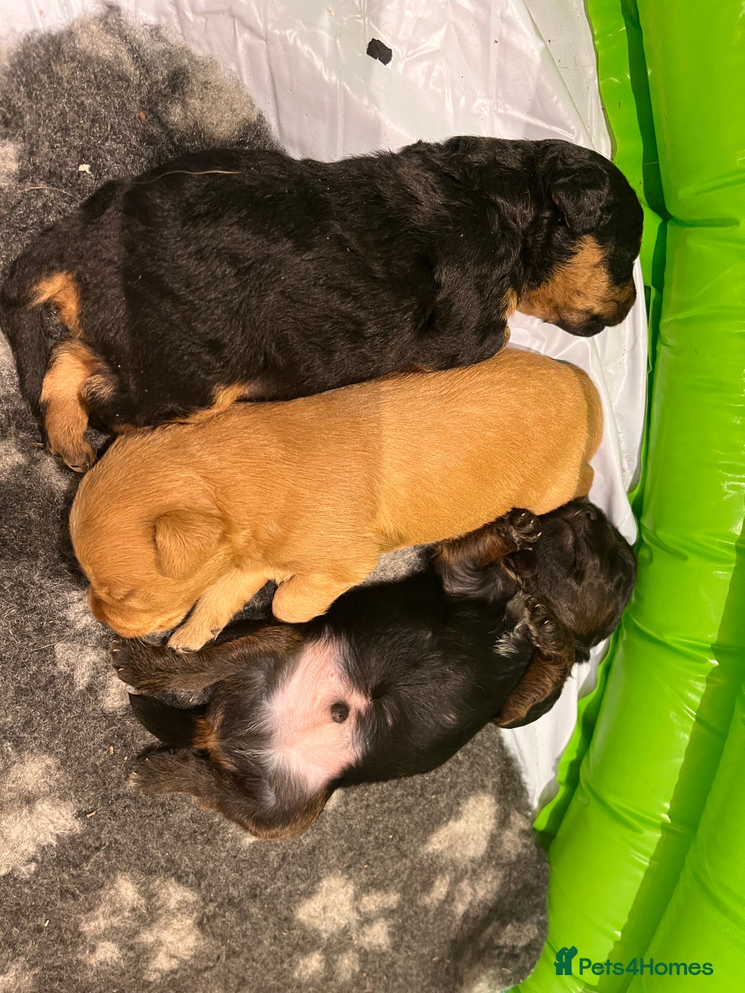 Jackapoo dogs for sale: 2x Male 1x female adorable Jackapoo Puppies! - Image 1