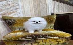 Pomeranian dogs for sale: SUPER TINY ICE WHITE POMERANIAN BOY - Image 13