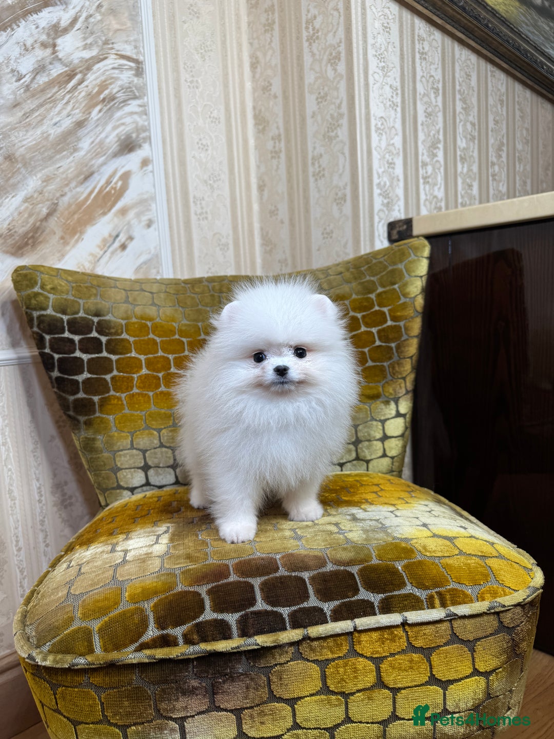 Pomeranian dogs for sale: SUPER TINY ICE WHITE POMERANIAN BOY - Image 13