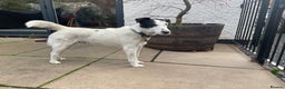 Fox Terrier dogs for stud: Charlie - Advert 4