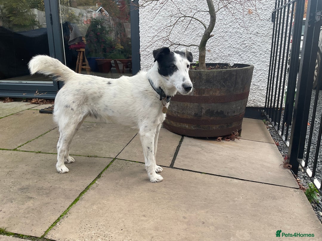 Fox Terrier dogs for stud: Charlie - Advert 4