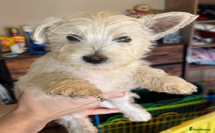 West Highland Terrier dogs - Advert 13