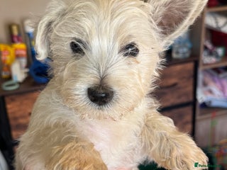 West Highland Terrier dogs - Advert 16