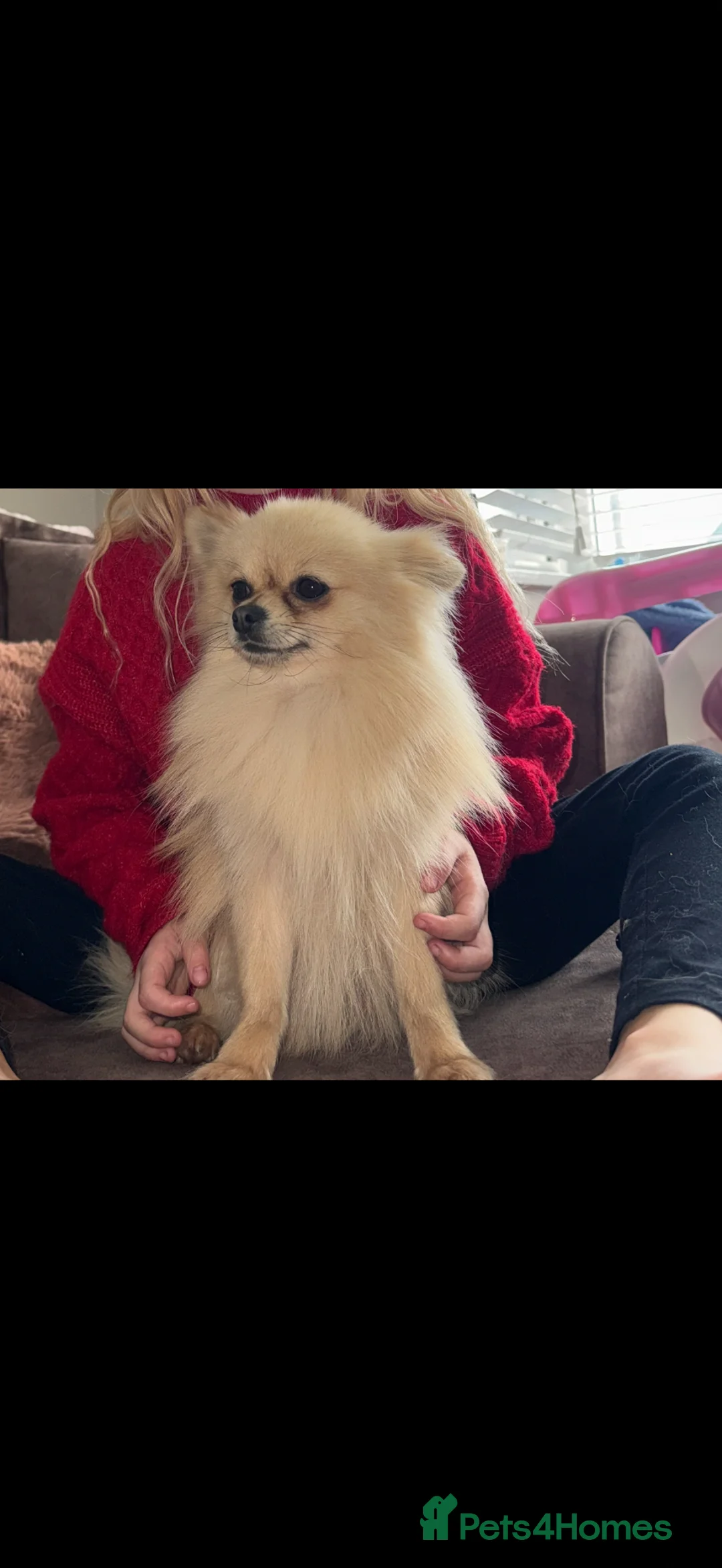 Pomchi dogs for sale: Pomchi litter, 3 girls & 1 boy!!  in Harwich - Advert 2