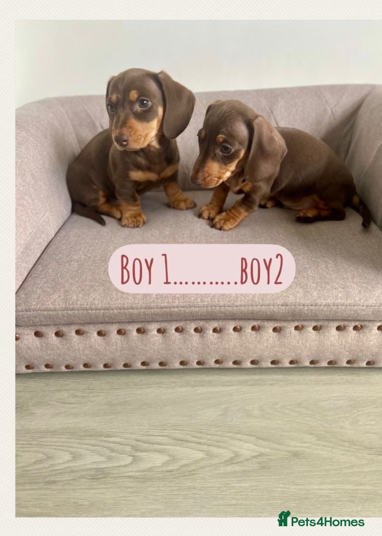 Miniature Dachshund dogs KC Miniature Dachshund  2 boys - Ready! - Advert 6