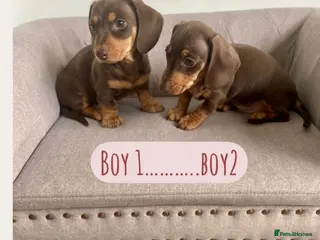 Miniature Dachshund dogs KC Miniature Dachshund 2 boys - Ready! - Advert 6