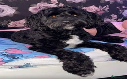 Cockapoo dogs for sale: Male Cockapoo for sale - Advert 5