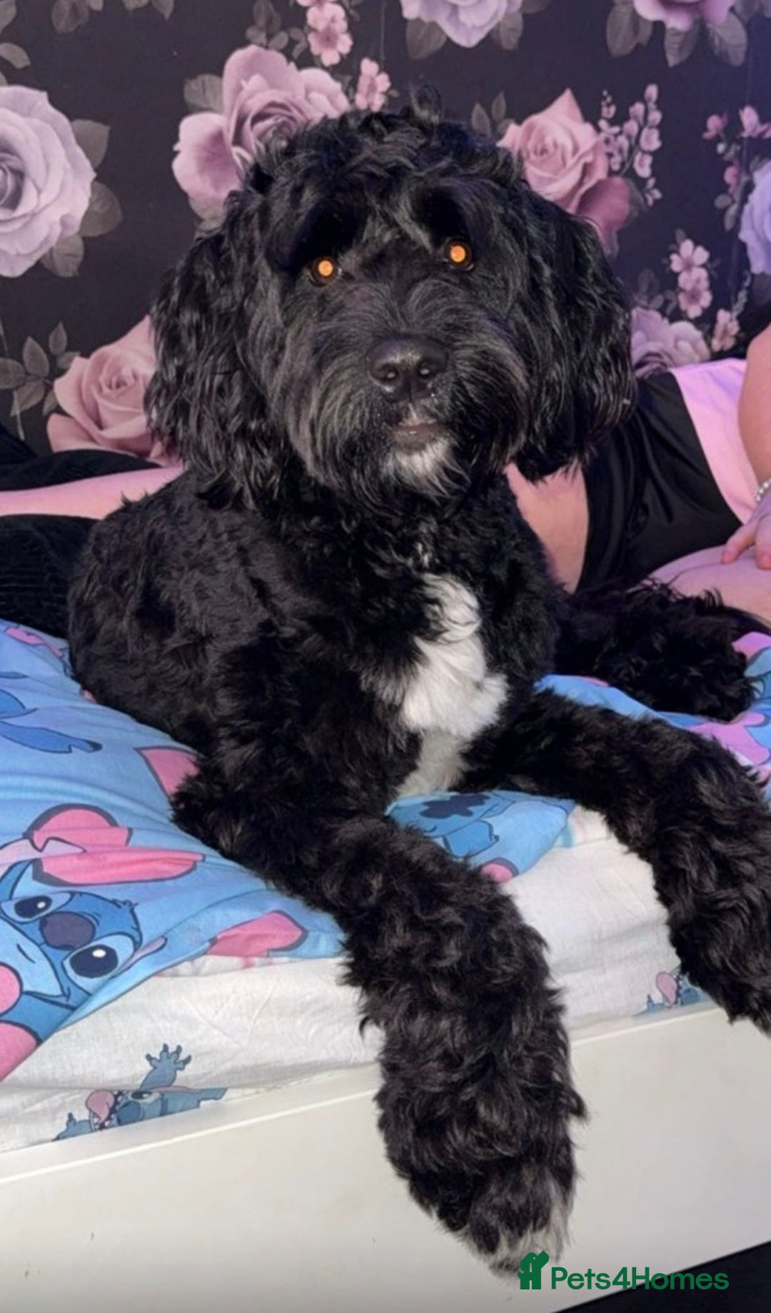 Cockapoo dogs for sale: Male Cockapoo for sale - Advert 5