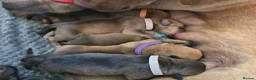Mixed Breed dogs for sale: Cancorso cross mastiff x rottweiler pups for sale in Battle - Advert 21