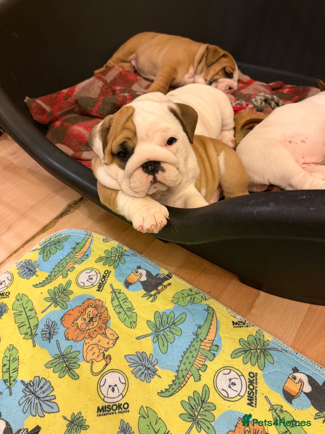 English Bulldog dogs for sale: English bulldogs - Advert 15