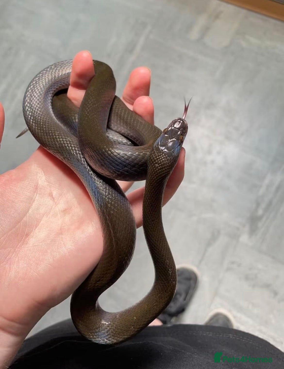 Snake reptiles Olive House Snake - Advert 2