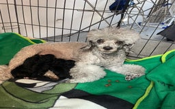 Toy Poodle dogs for sale: Gorgeous KC Toy Poodle Puppies - Image 10