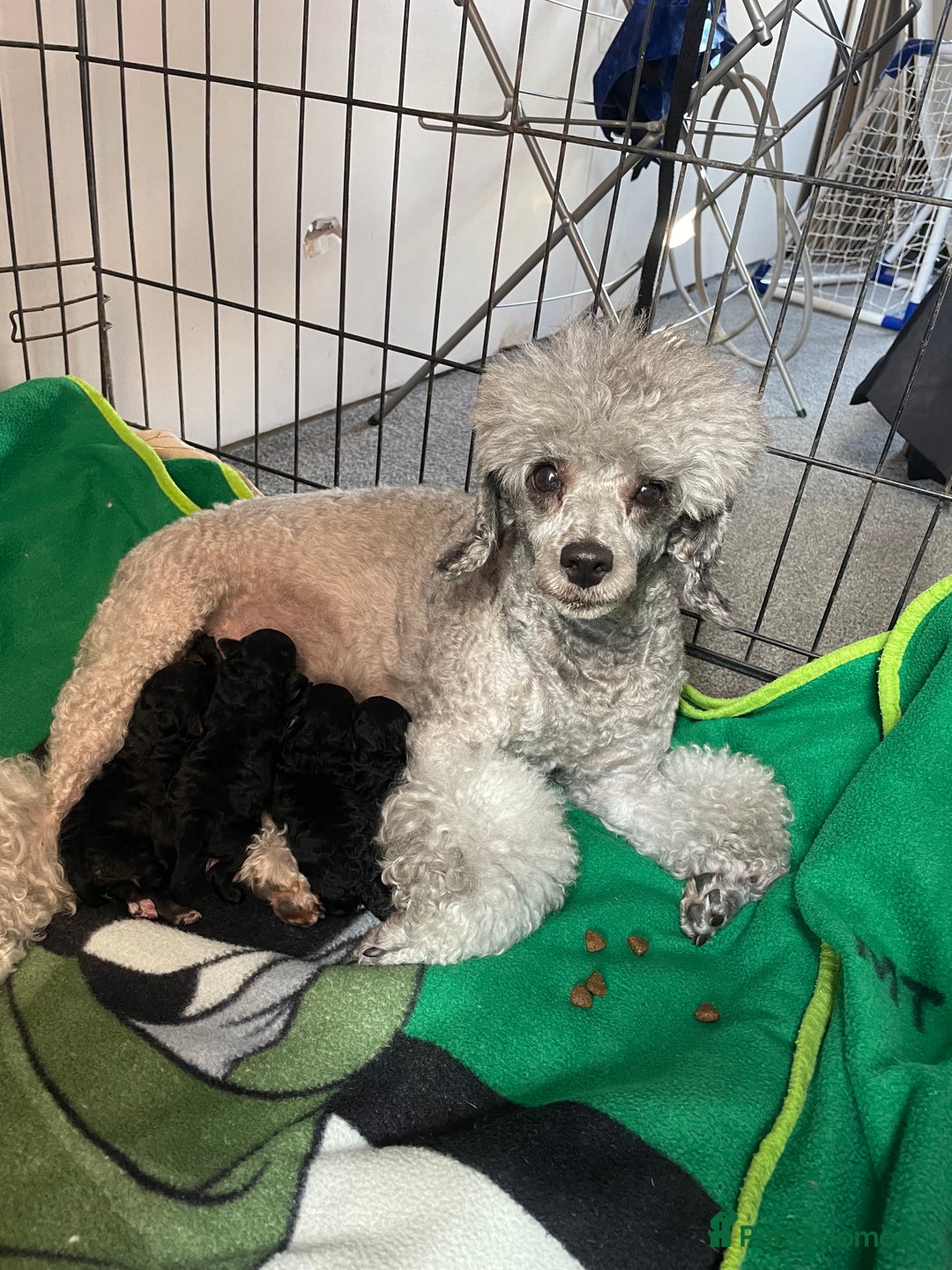 Toy Poodle dogs for sale: Gorgeous KC Toy Poodle Puppies - Image 10