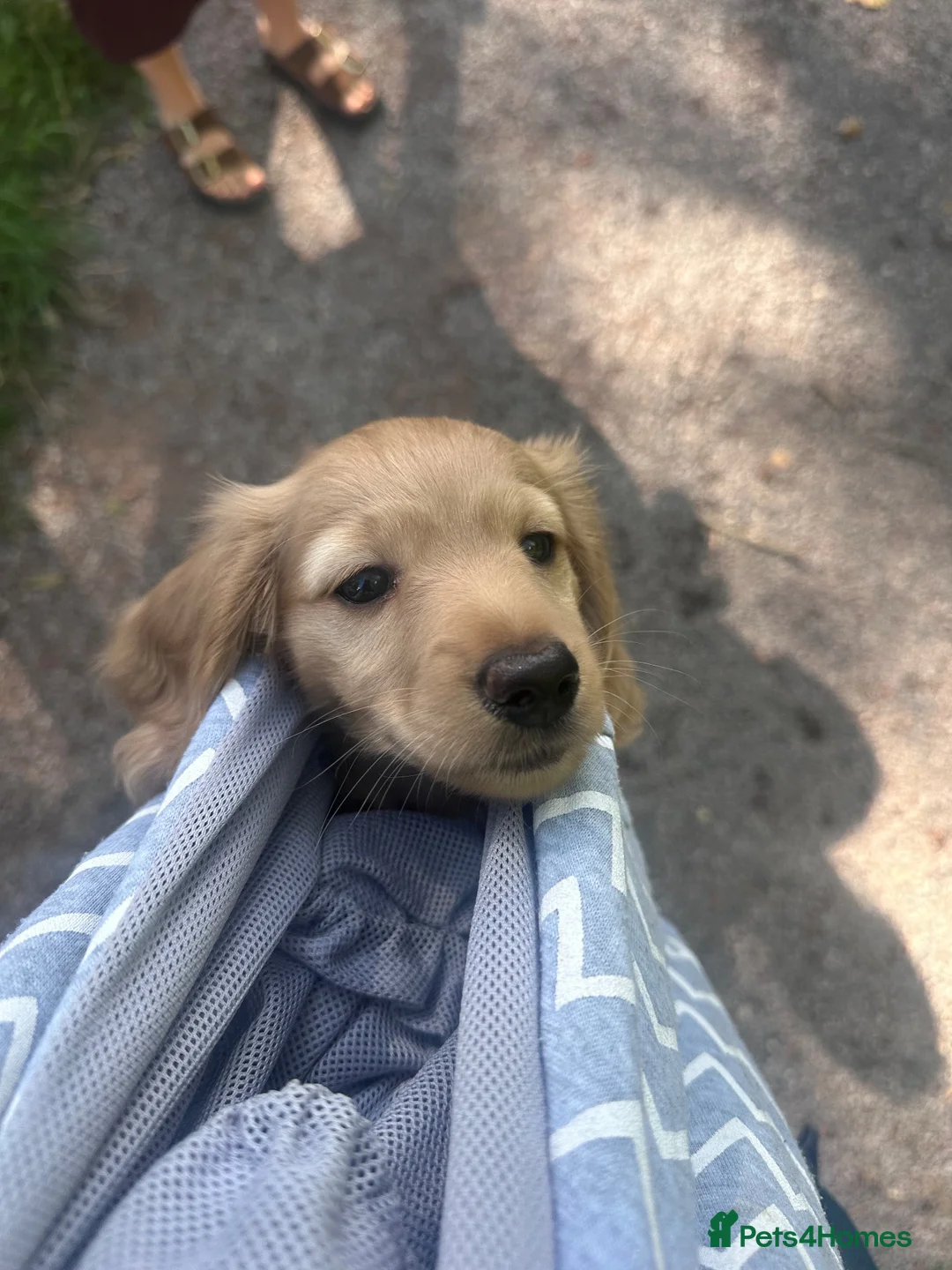 Miniature Dachshund dogs for sale: REDUCED READY TO GO! Ziggy last boy Long haired  - Advert 2