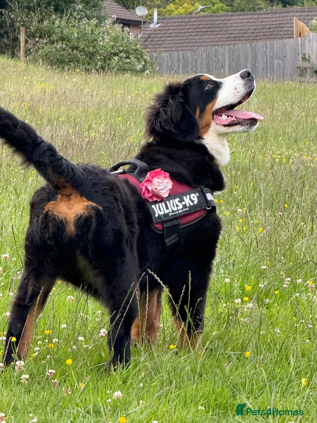 Bernedoodle dogs for sale: Top Quality BERNEDOODLE Puppies  - Advert 2