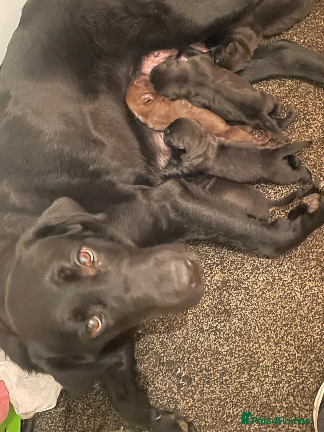 Mixed Breed dogs for sale: 3 Gorgous shar pei x Labrador pups RTL - Advert 10